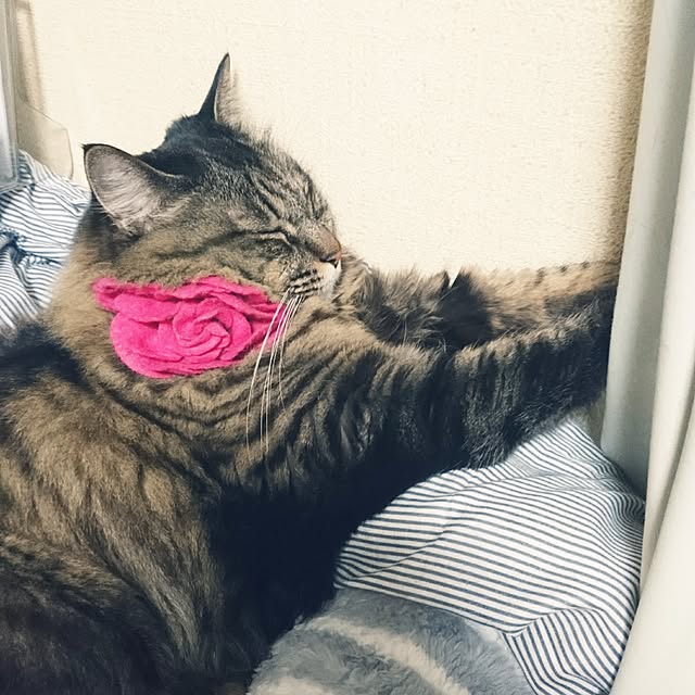 実例写真
