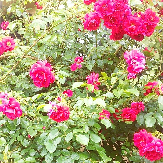 Tomopさんの実例写真