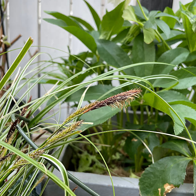 shiropenguinさんの部屋