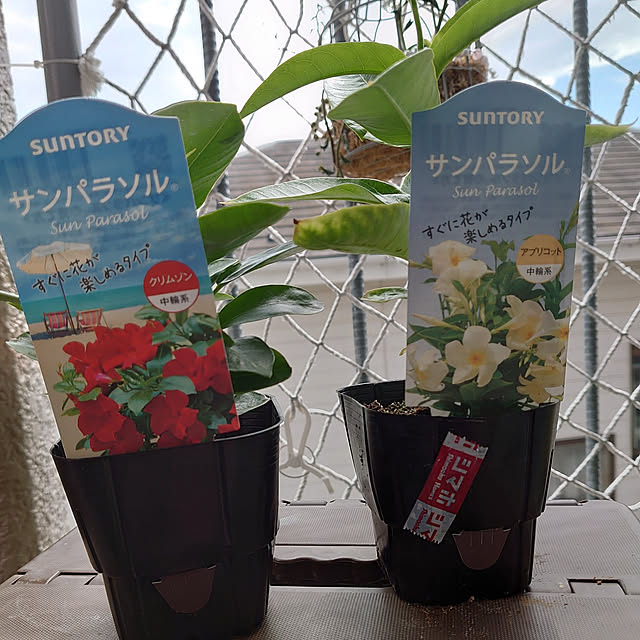 toramamaさんの実例写真