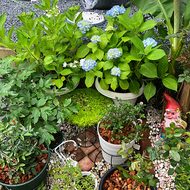 miruさんの実例写真