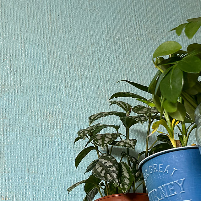 ikunyanさんの実例写真
