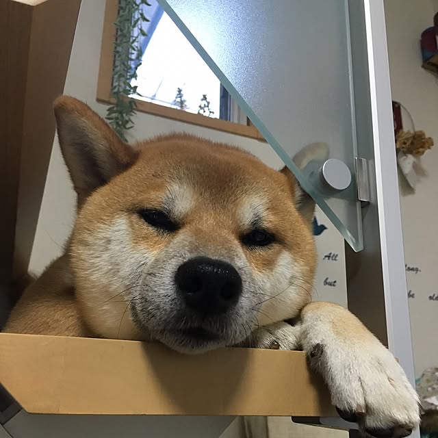 kotaさんの実例写真