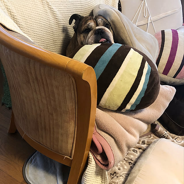 chi_gogaさんの実例写真