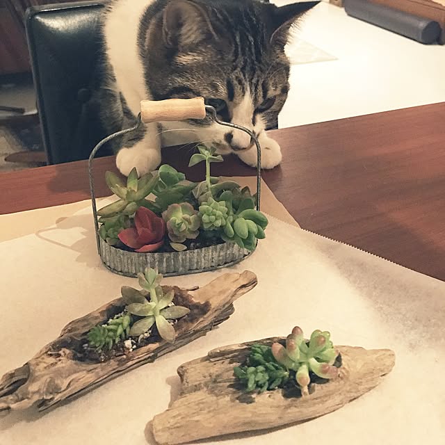 sh1bonさんの実例写真