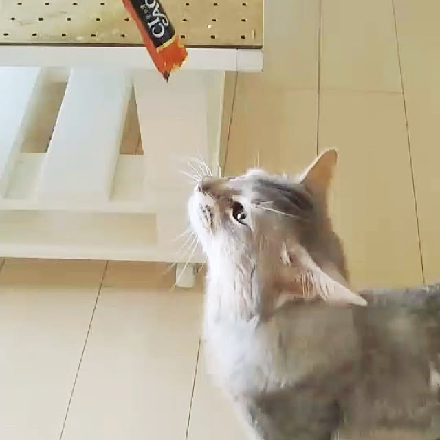 もふもふにゃんこ/ソマリブルー/ちゅーるちょうだい/ねこと暮らす。/部屋全体のインテリア実例 - 2020-08-27 00:51:24