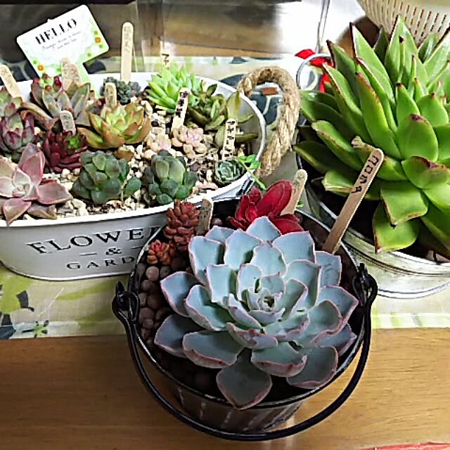 atukoさんの実例写真