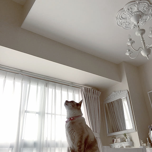 noelさんの実例写真