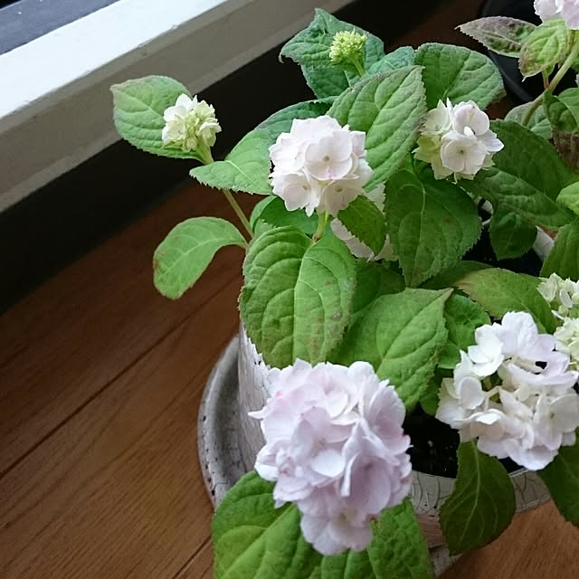 marikoさんの実例写真