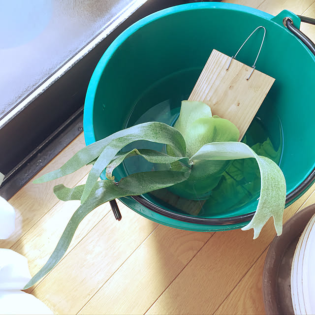 n_ikumiiiさんの実例写真