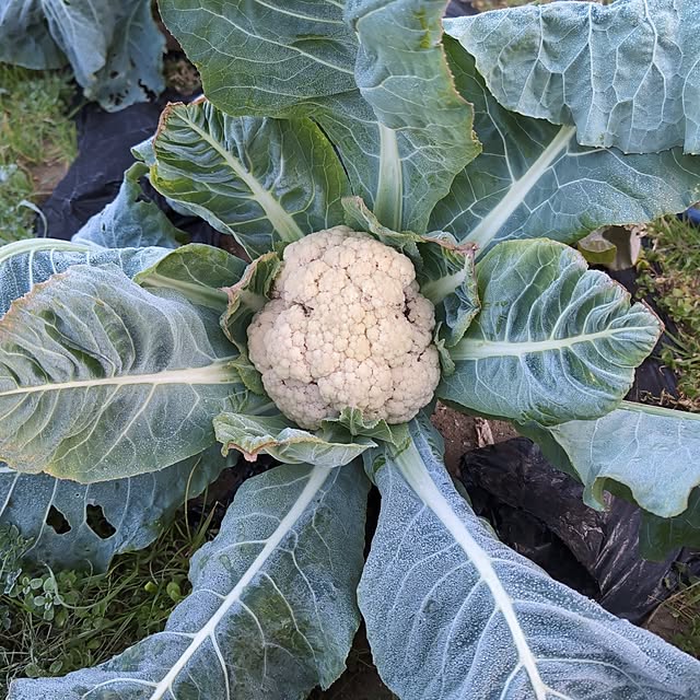 棚/家庭菜園の収穫/家庭菜園/野菜収穫/カリフラワー...などのインテリア実例 - 2024-12-18 07:58:36
