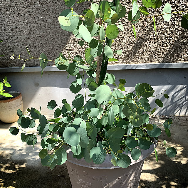 eshinobumさんの実例写真