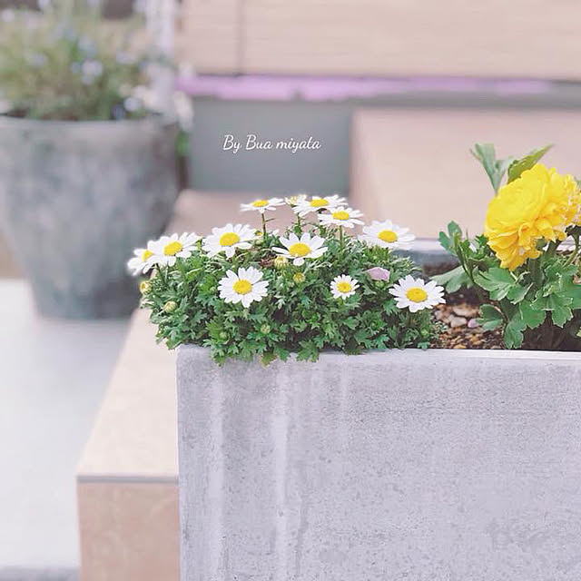 Buaさんの実例写真