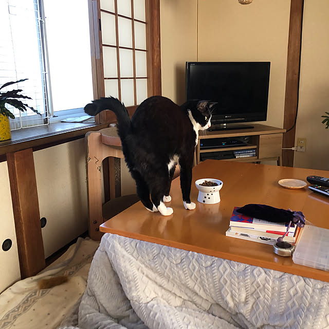 リビング/無印良品こたつ/ねこと暮らす/ねこのいる日常のインテリア実例 - 2024-12-04 07:58:16