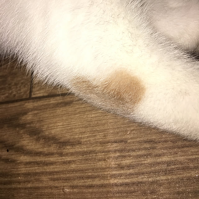 CATさんの実例写真