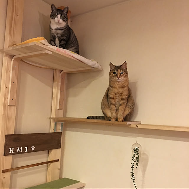 pachaさんの実例写真