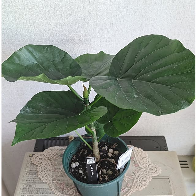 monnさんの部屋
