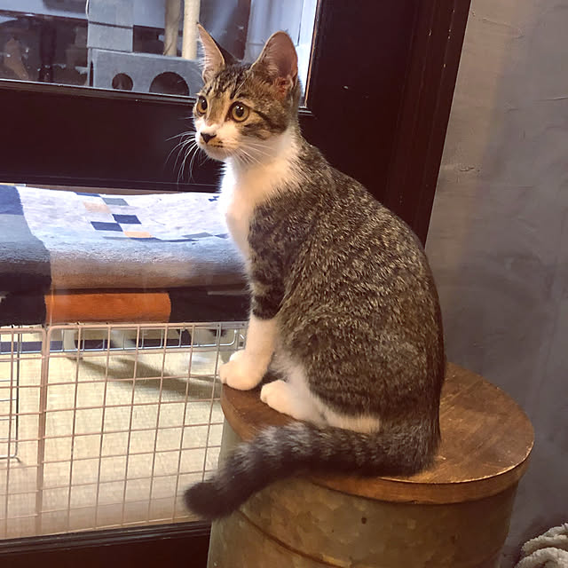 Yukinekoさんの実例写真