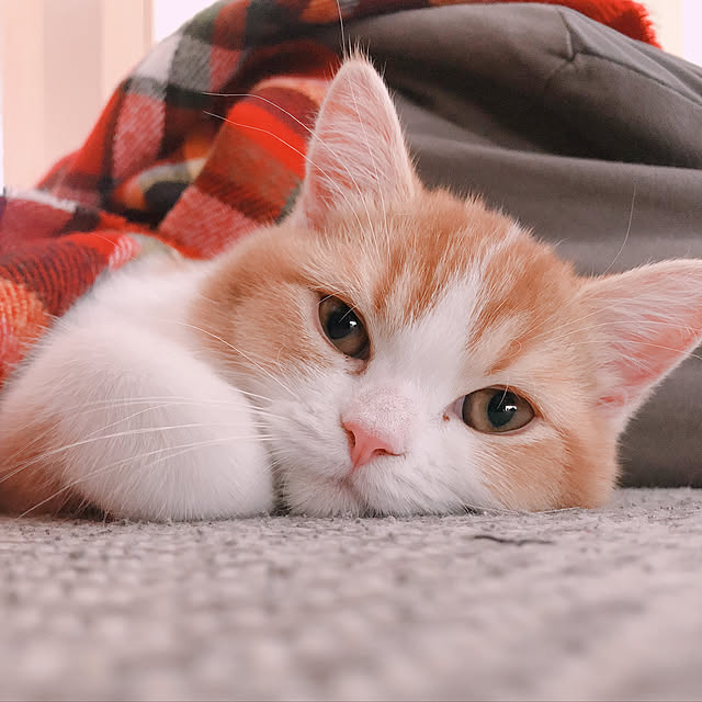 akoさんの実例写真