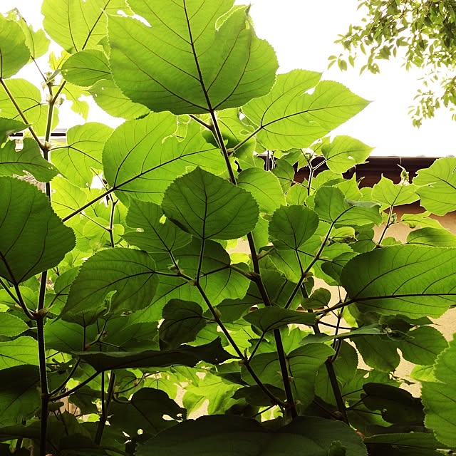 akilove6さんの実例写真