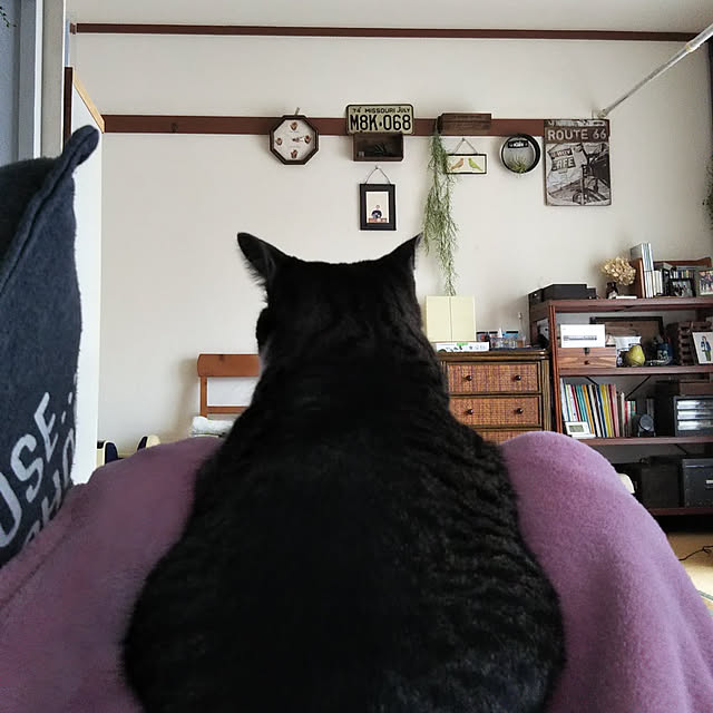 shinoさんの実例写真