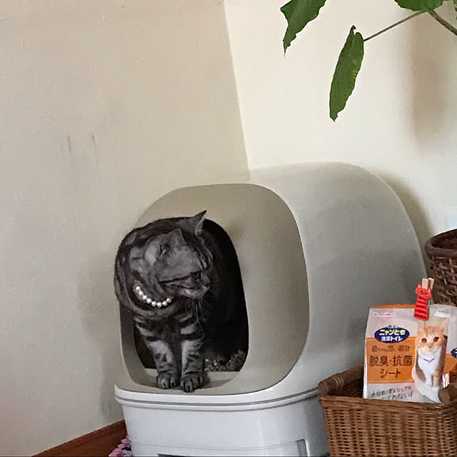Yokoさんの実例写真