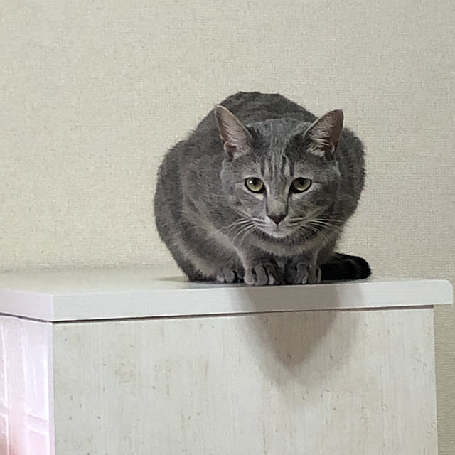キッチンのインテリア実例 - 2020-07-10 15:57:58