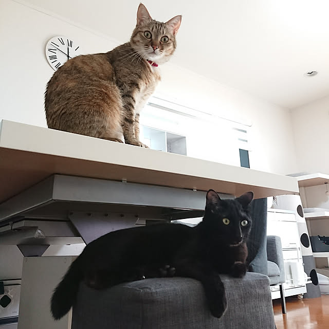 maikyさんの実例写真