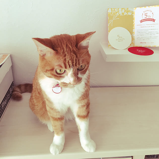 myuuさんの実例写真