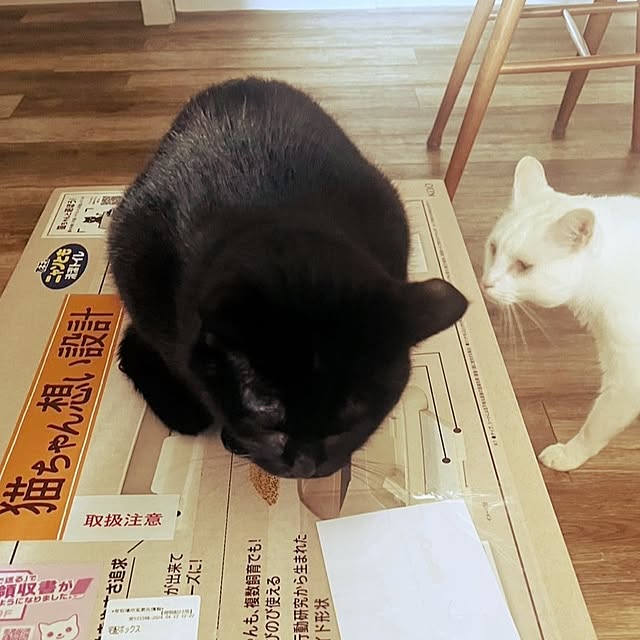 Blackcatさんの部屋