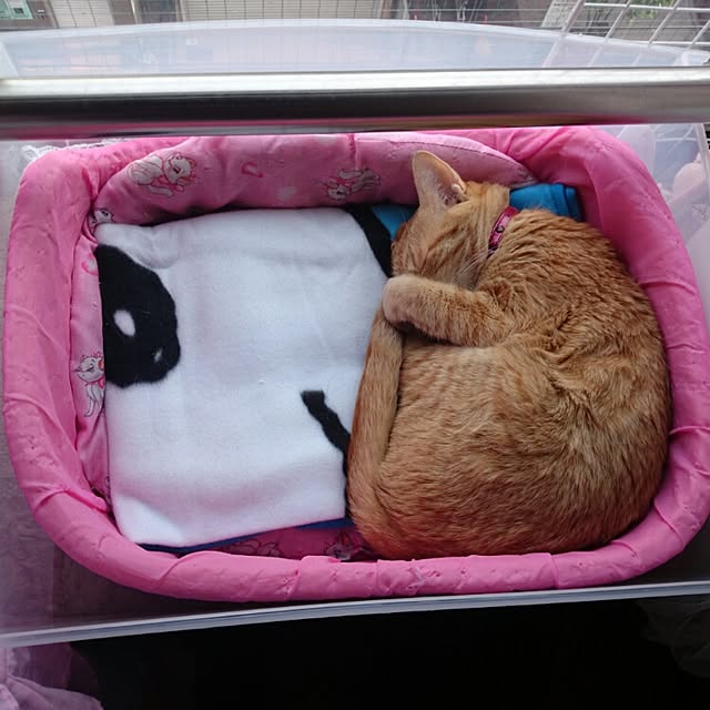 fu-ka24さんの実例写真