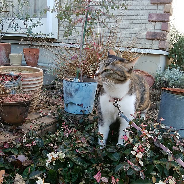 tomo1220さんの実例写真