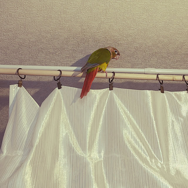 キッチン/キッチンカウンター/インコと暮らす家/ウロコインコのいる生活/インコのいる暮らしのインテリア実例 - 2024-07-29 09:21:36