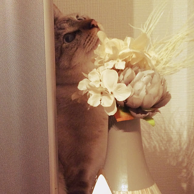 miniさんの実例写真