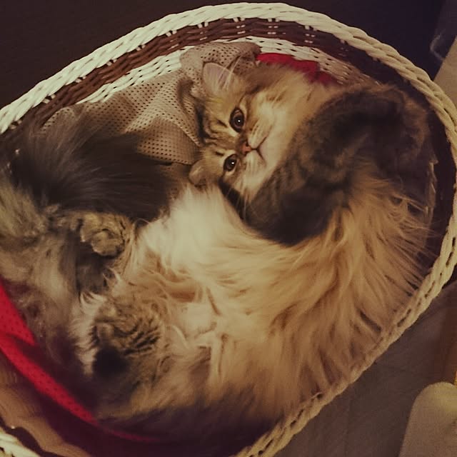 hanaさんの実例写真