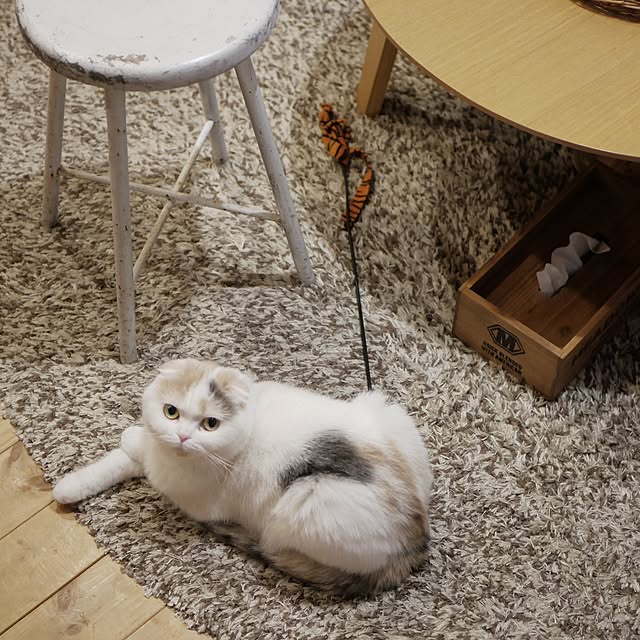 siiiyさんの実例写真