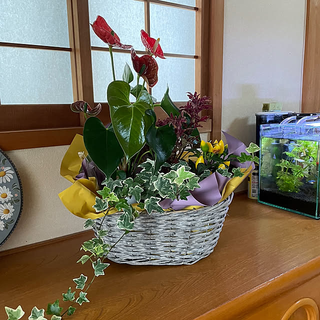collonさんの実例写真