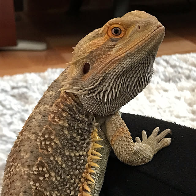 japitonさんの実例写真