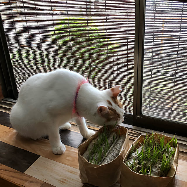 kaeruさんの実例写真