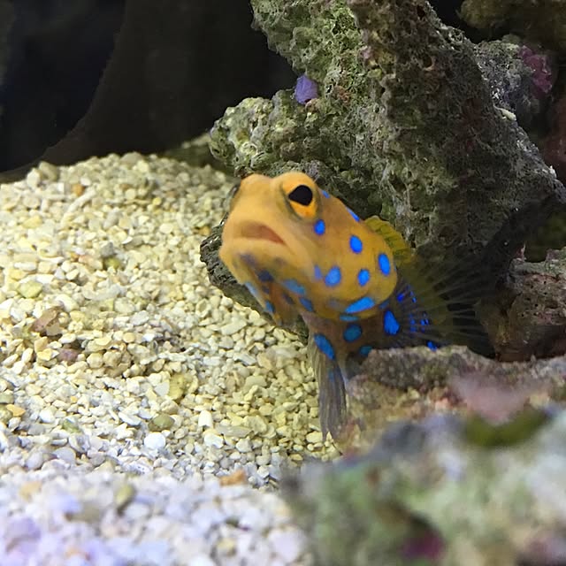 aquarium_seaさんの実例写真