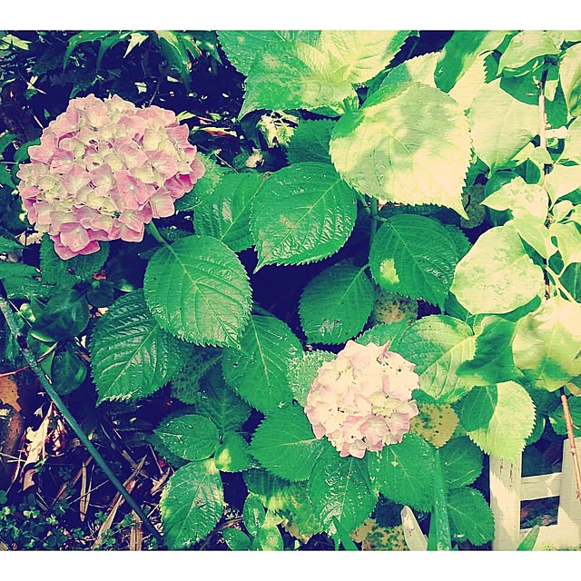cloverさんの実例写真