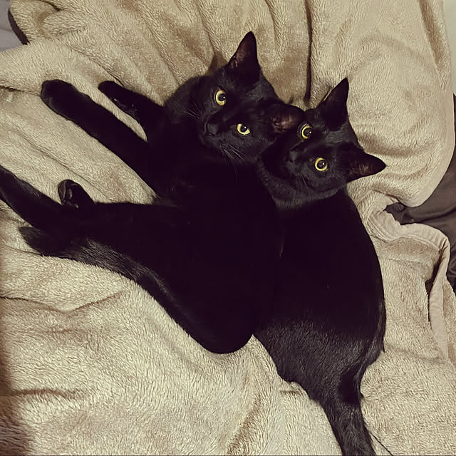 Junさんの実例写真