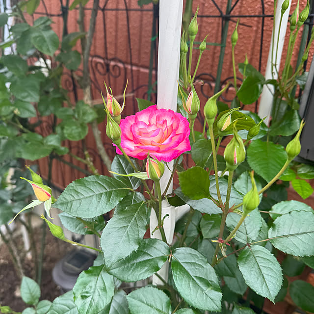 RoseLife5818さんの部屋