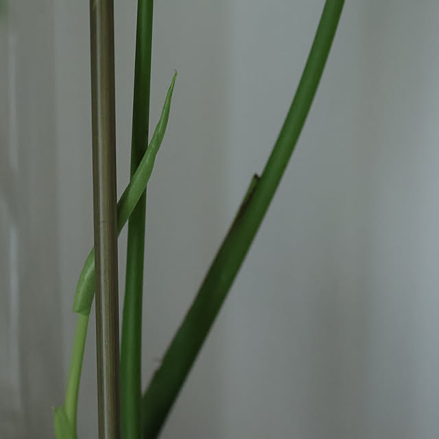 Summerさんの部屋