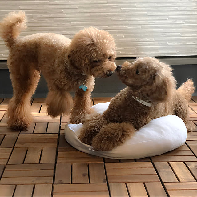 cocoaさんの実例写真