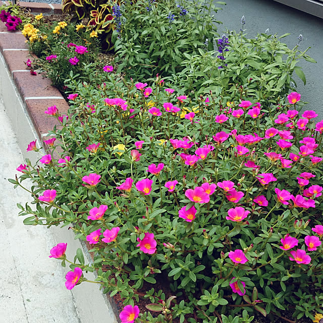 sunflowerさんの実例写真