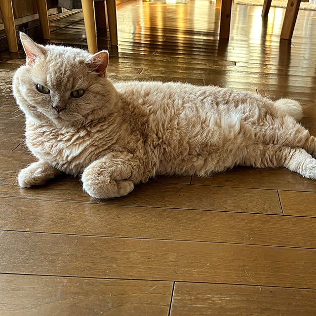 naokoさんの部屋