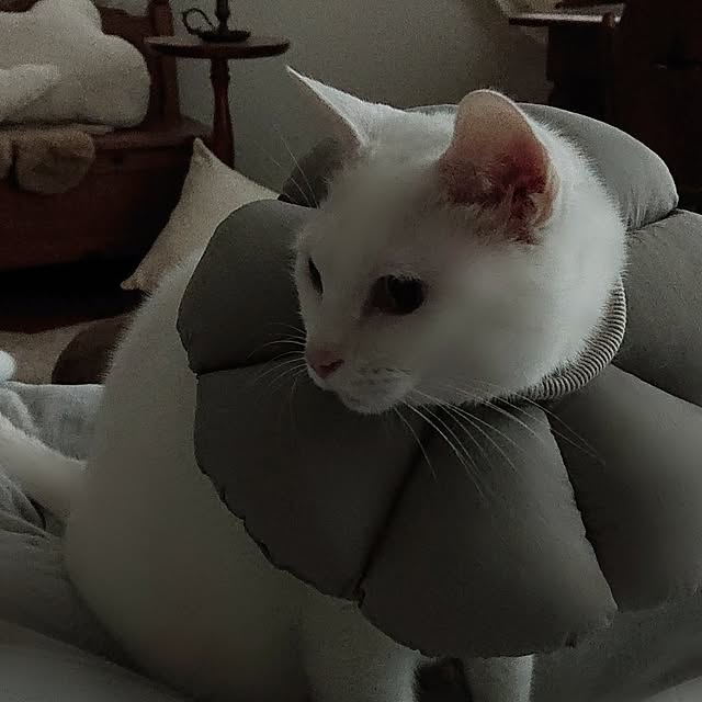 Ohigeさんの部屋