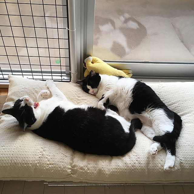 bikkeさんの実例写真