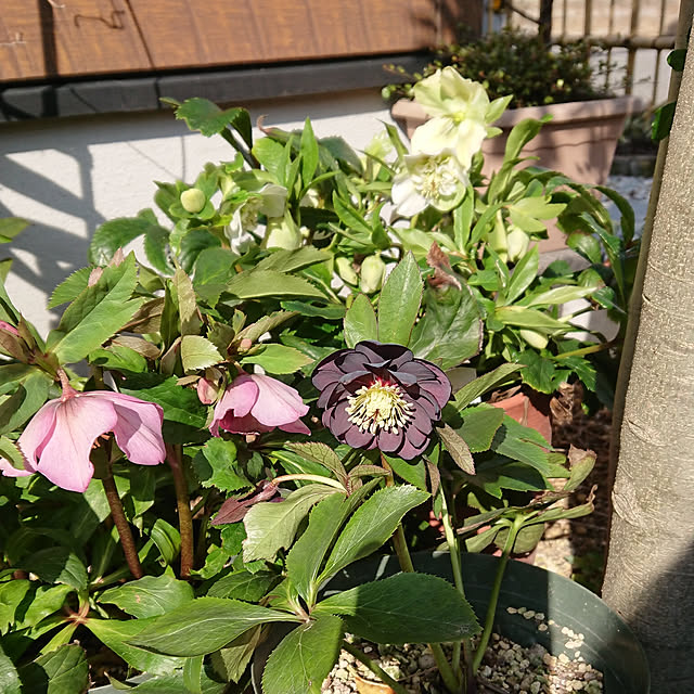 tomotomoさんの実例写真